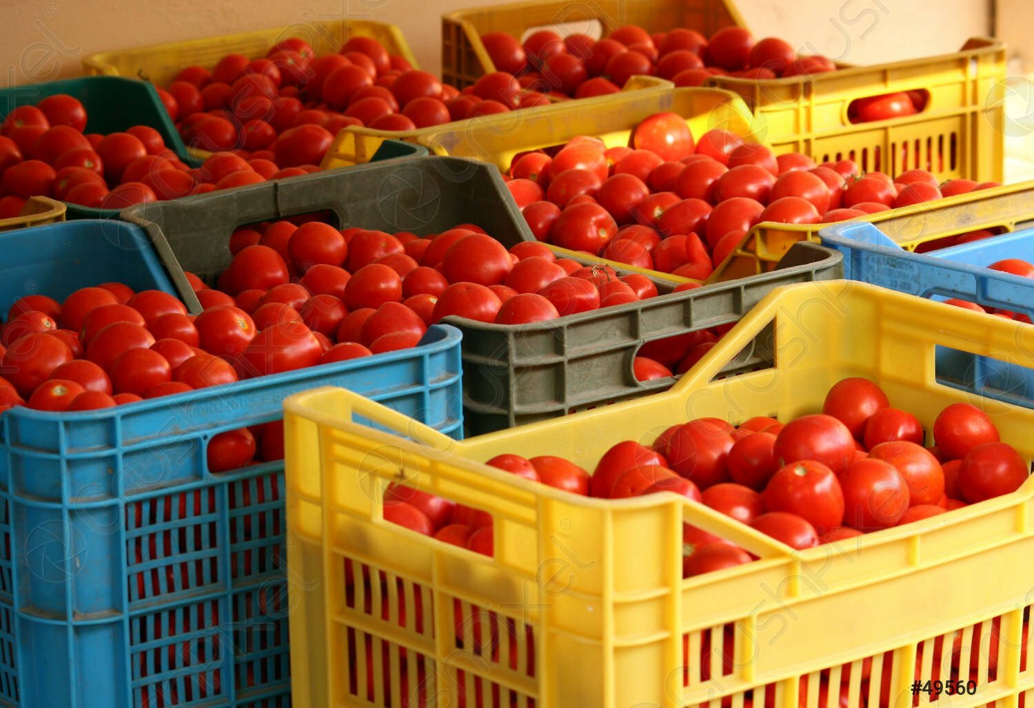 boxes tomatoes 49560