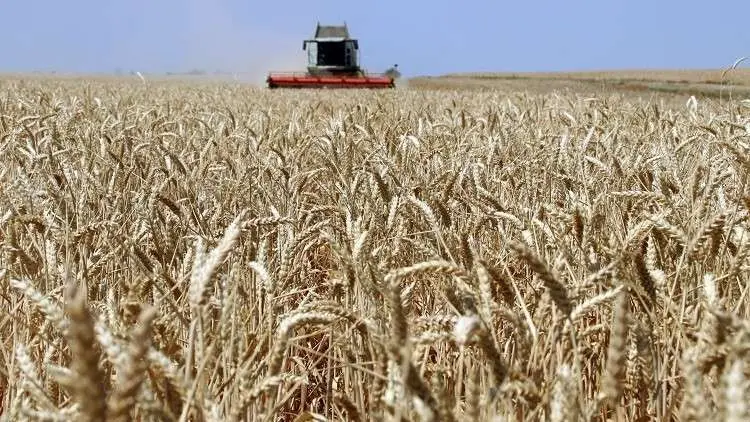 دولة تقتح على المغرب تزويده بالقمح