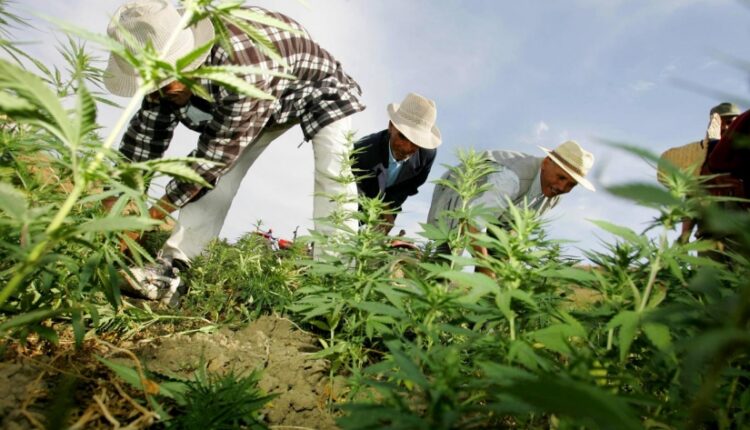 مرسوم تحديد أقاليم زراعة القنب الهندي يدخل حيز التنفيذ في المغرب