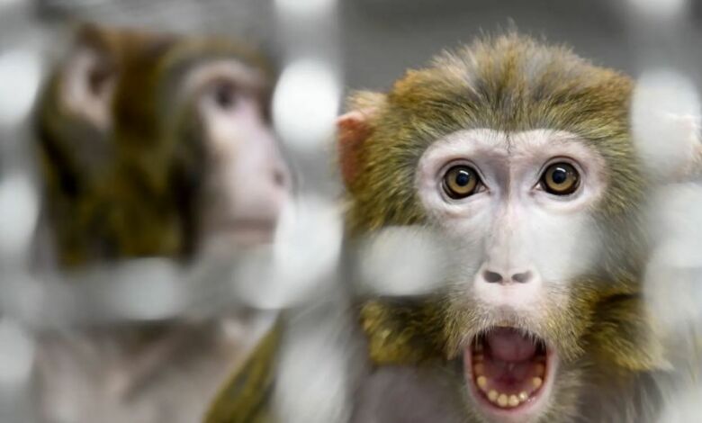 الصحة العالمية تكشف الفئات التي ينتشر فيها جدري القردة