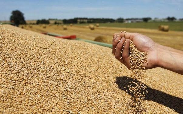 شحنات القمح الروسي في طريقها إلى المغرب