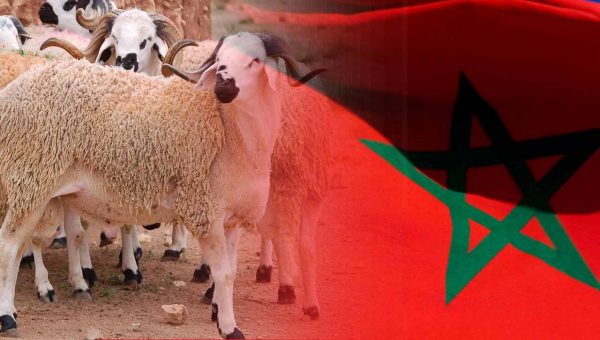 فلكيا.. موعد حلول عيد الأضحى بالمغرب
