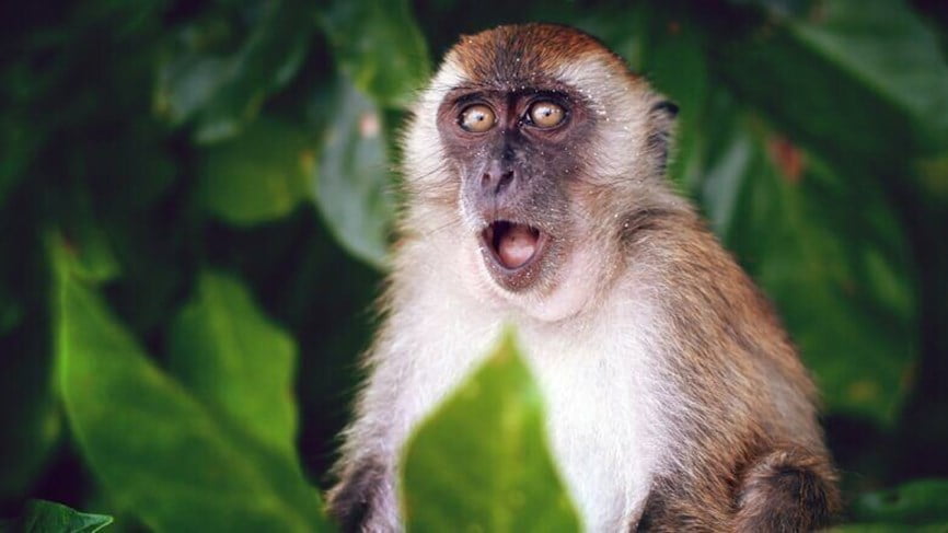 هام.. وزارة الصحة تكشف نتائج التحاليل التي أجريت على المشتبه في إصابتهم بجدري القردة بالمغرب