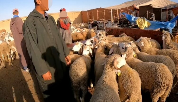 أضاحي العيد في ارتفاع متواصل وها شحال وثمن الثمن اليوم