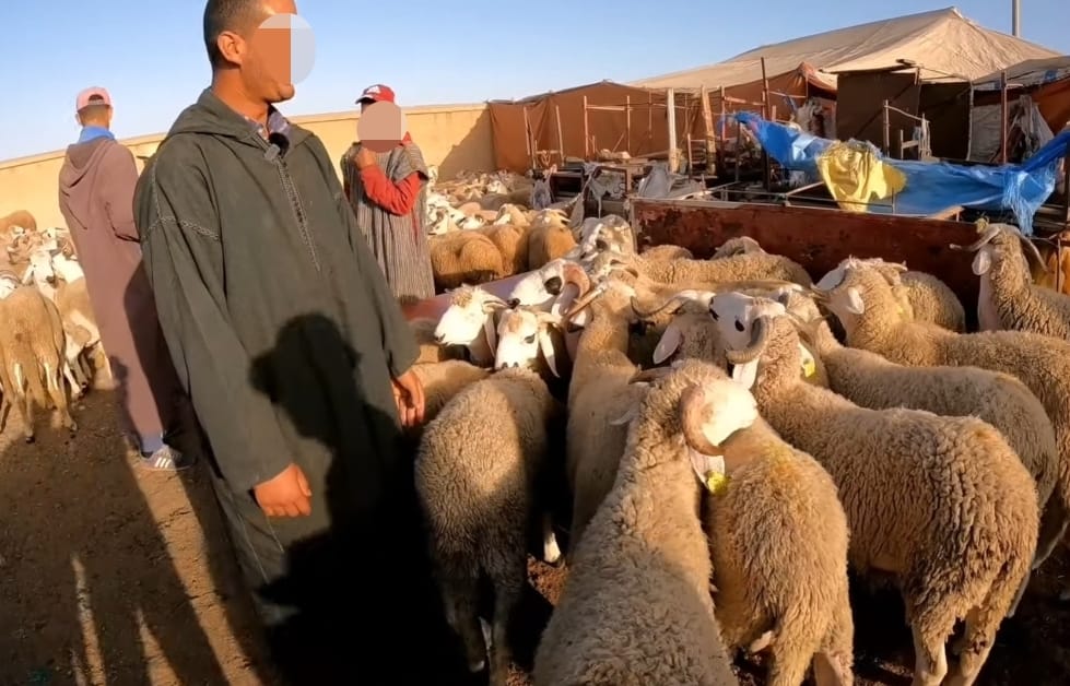 أضاحي العيد في ارتفاع متواصل وها شحال وثمن الثمن اليوم
