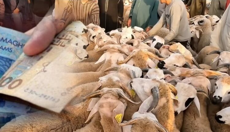 ارتفاع أسعار الحولي يدفع المواطنين إلى التريث في قرار الشراء