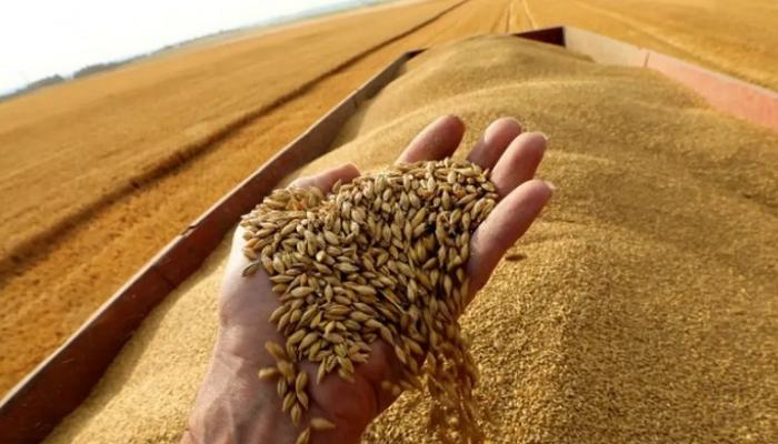 البرازيل تضاعف صادرات القمح إلى العربية