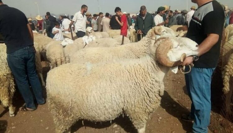 الحكومة المغربية تٌطمئن المغاربة بخصوص أضاحي العيد.. معطى مهم