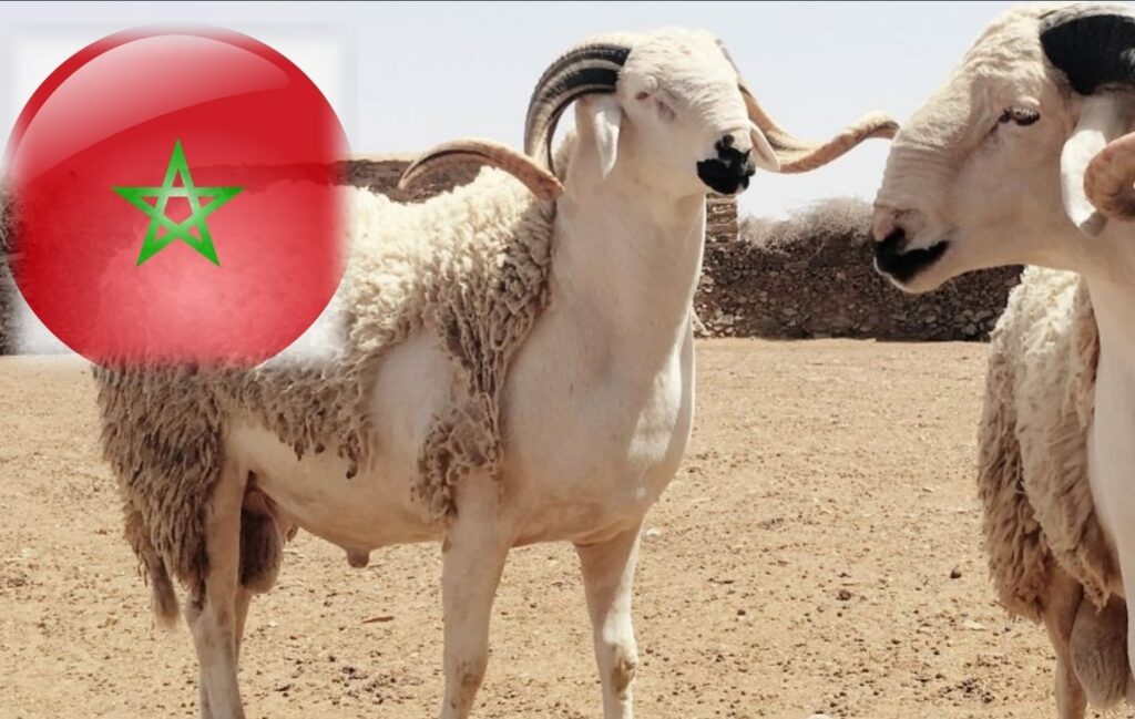 تاريخ عيد الأضحى 2022 بالمغرب