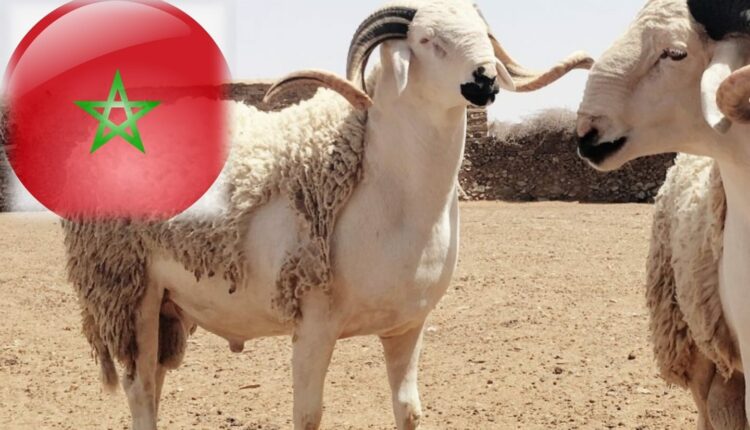 تاريخ عيد الأضحى 2022 بالمغرب