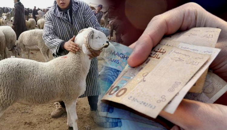 زيادة في أسعار أضاحي العيد وفلاح يكشف تفاصيلها