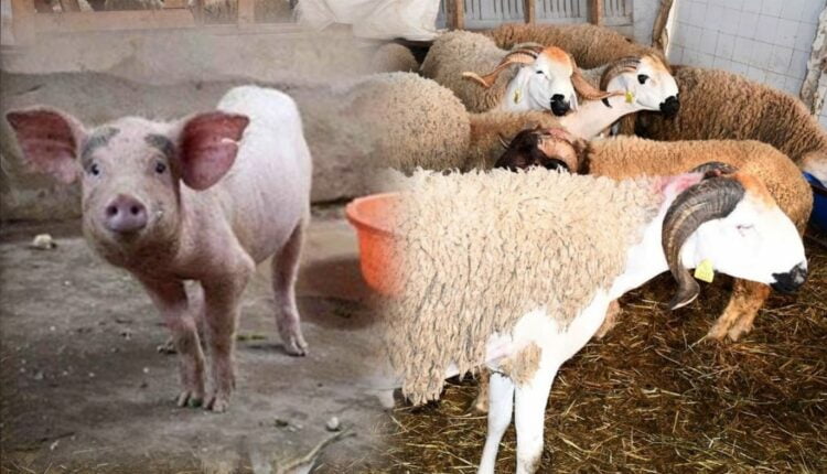 سابقة.. خنازير ضمن قطيع أضاحي العيد معروضة للبيع بمدينة مغربية