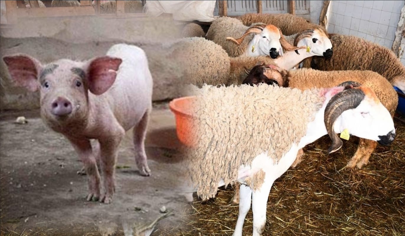 سابقة.. خنازير ضمن قطيع أضاحي العيد معروضة للبيع بمدينة مغربية