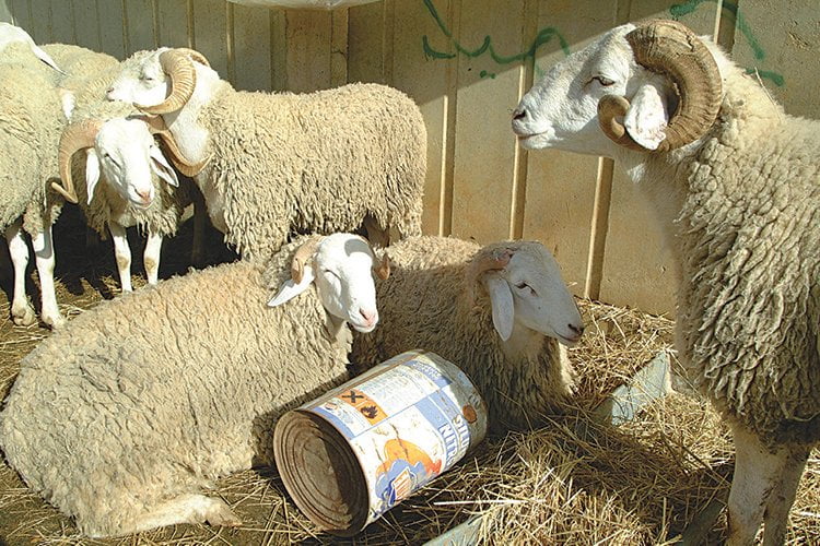 سلطات مليلية تمنع مرور أكباش العيد