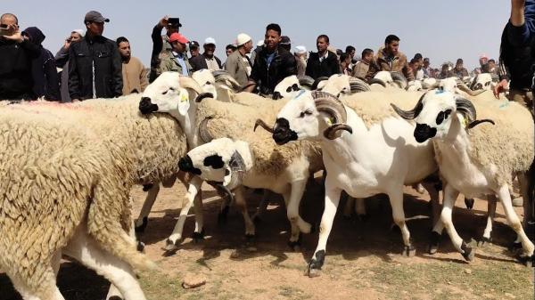 عيد الأضحى بالمغرب.. بلاغ هام من وزارة الفلاحة