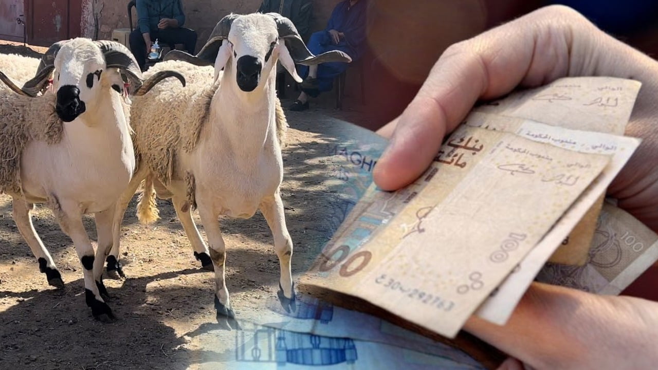 عيد الأضحى.. الأسعار ستكون الأعلى على الإطلاق ومصدر يكشف طريقة الرد