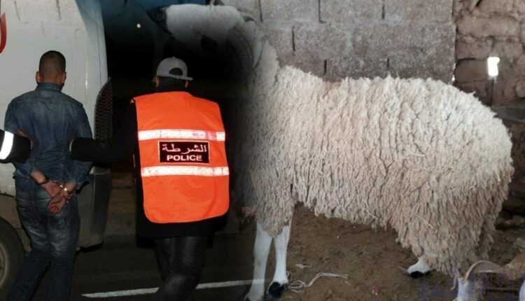 عيد الأضحى.. طْمَعْ مٌربي أغنام يٌسْقِطه في فضيحة والأمن يدخل على الخط