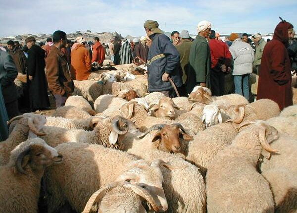 عيد الأضحى.. قرار من وزارة الأوقاف بخصوص توزيع الأضاحي