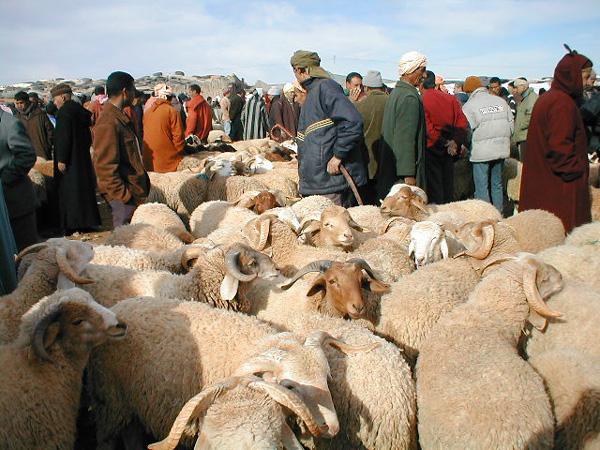 عيد الأضحى.. قرار من وزارة الأوقاف بخصوص توزيع الأضاحي