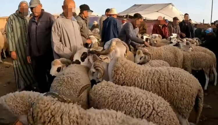 قرار حكومي بخصوص أضاحي العيد.. هذه الأنواع من الأضاحي ممنوعة من دخول الأسواق