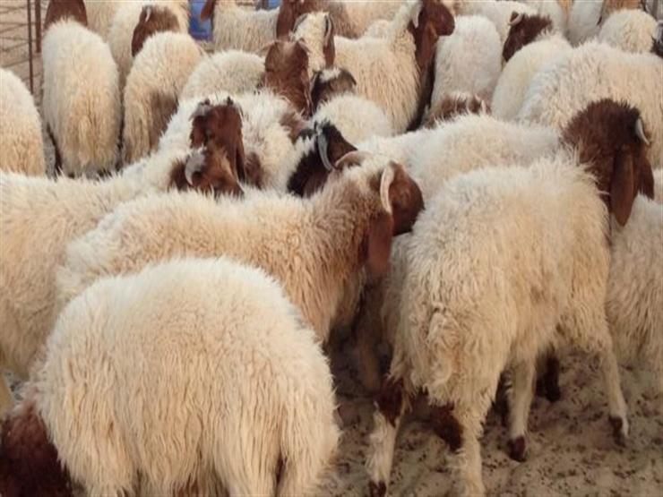 مع اقتراب عيد الأضحى.. هذه إجراءات تسليم الأضاحي للأسر المعوزة