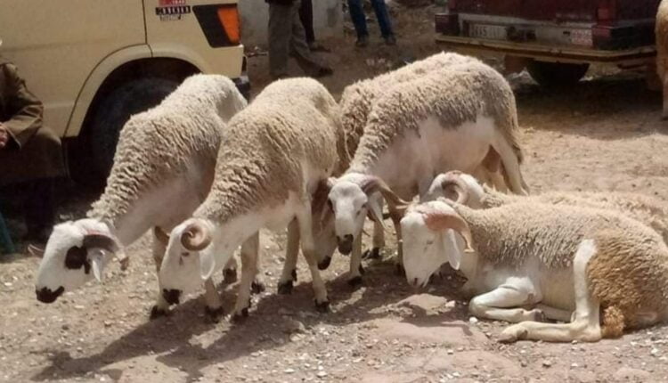 موعد أول أيام عيد الأضحى.. مركز فلك دولي يُحدد التاريخ