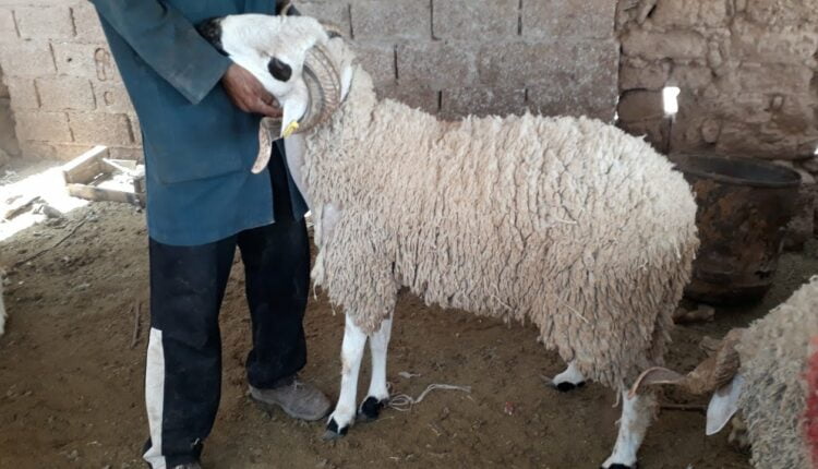 نقاش حاد بين زوجين حول الحولي ينتهي بفاجعة