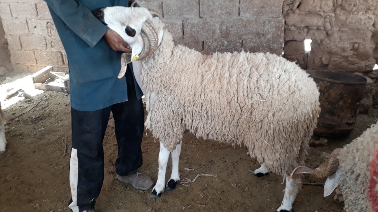 نقاش حاد بين زوجين حول الحولي ينتهي بفاجعة