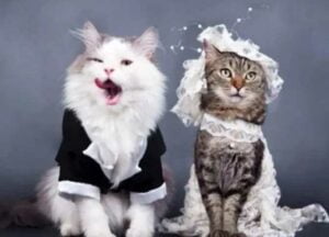 واقعة غريبة... عقد قران رسمي لقطة و قط باليمن (صور)