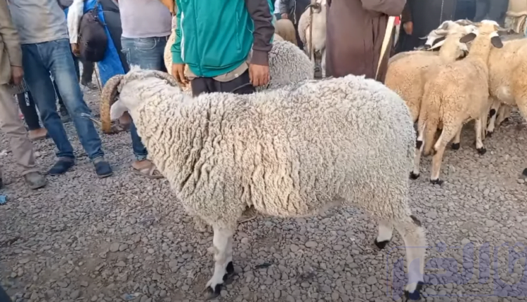 أسعار أضاحي العيد بالمغرب من الأعلى ثمنا إلى الأرخص ثمنا
