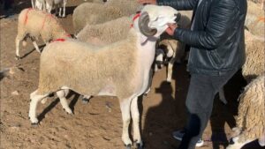 أكادير.. وفاة مفاجئة لشخص بعد شرائه أضحية العيد