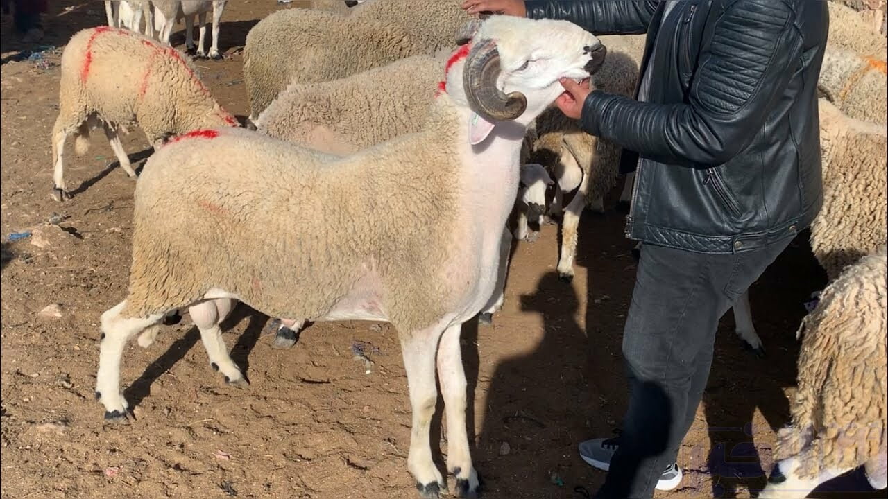 أكادير.. وفاة مفاجئة لشخص بعد شرائه أضحية العيد