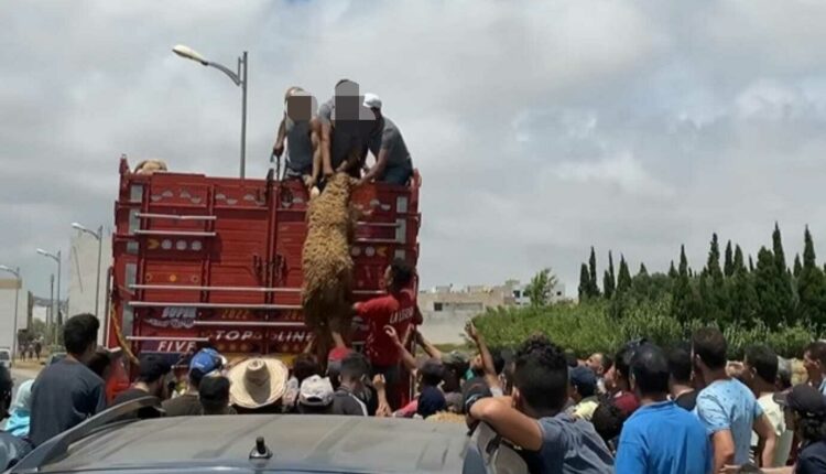 عاجل وبالصور .. أول مدينتين مغربيتين تسجلا "صفر حولي" في سوق الماشية