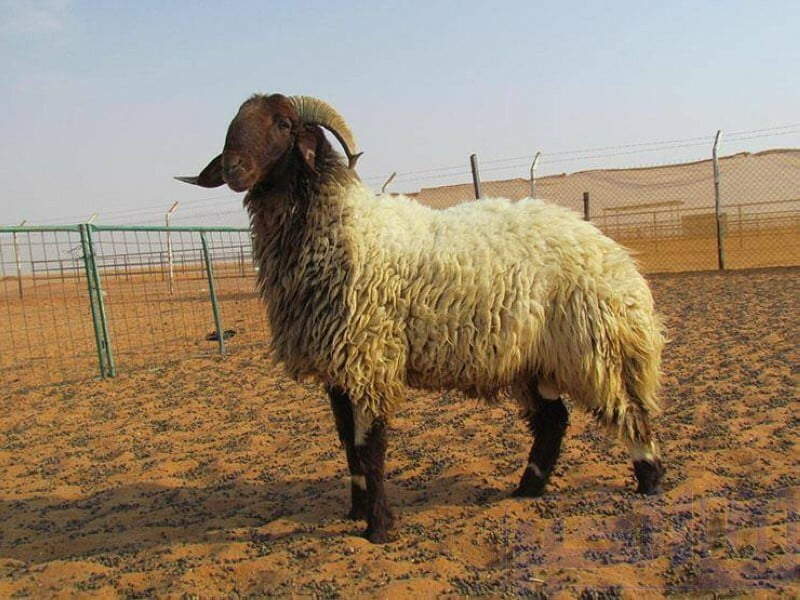 عيد الأضحى.. تجنبوا القيام بهذه الأمور صباح العيد