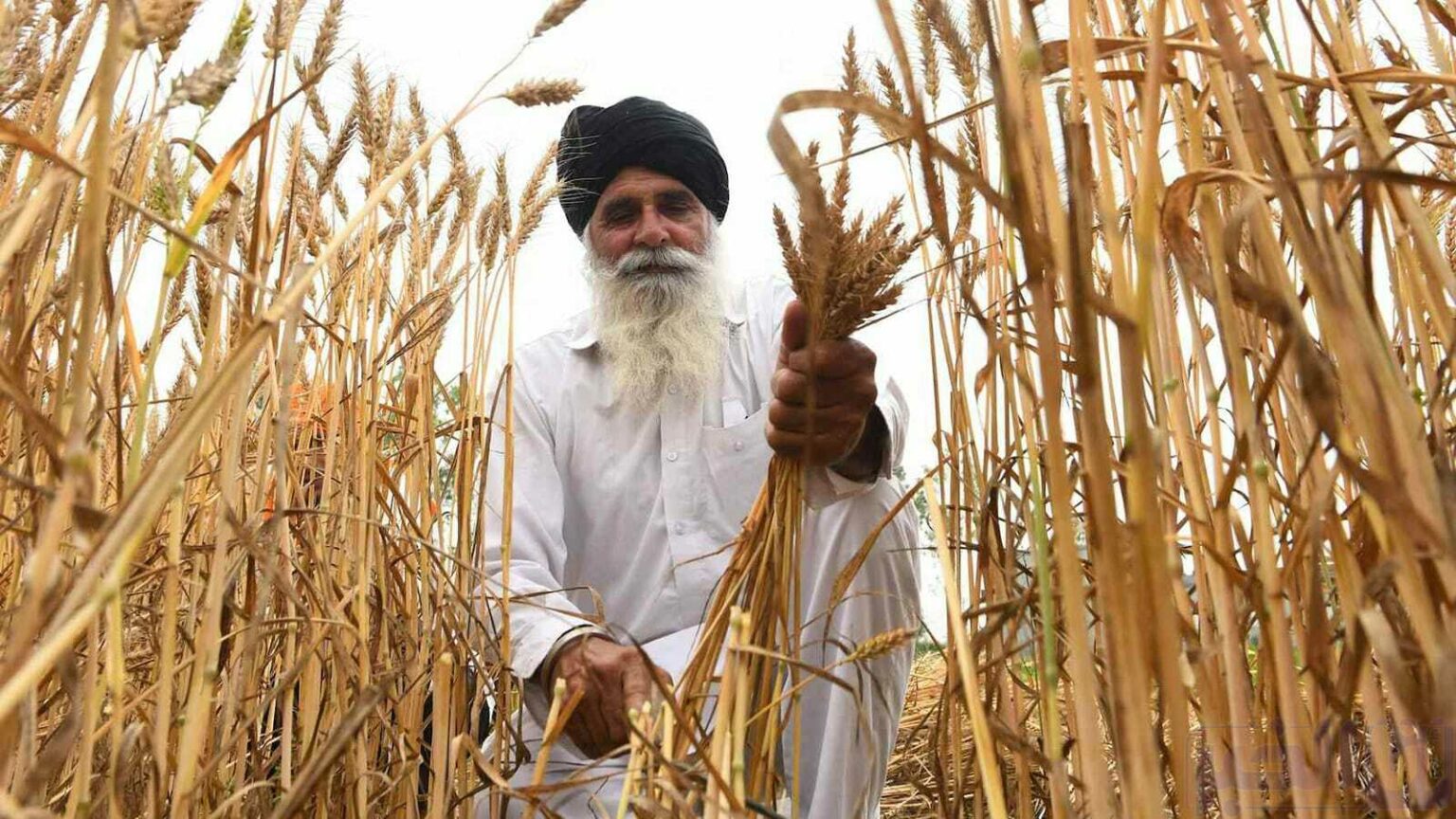 قرار مفاجئ من الهند بخصوص تصدير الدقيق ومنتجات القمح