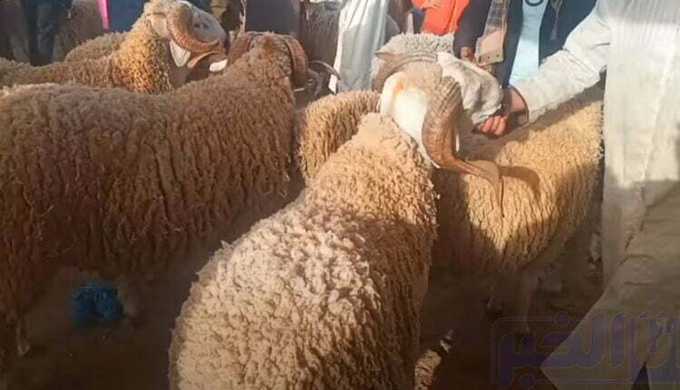 هذه أسعار بيع الأضاحي حسب الأسواق والمناطق.. هذه المدينة هي الأغلى