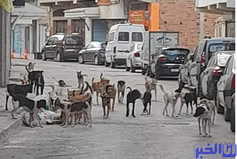 عشرات الكلاب الضالة تهدد حياة السكان في سادس أجمل مدينة بالعالم و مطالب عاجلة من أجل التدخل.