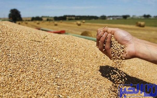 وزارة الفلاحة هذا مجموع الإنتاج النهائي للحبوب الرئيسية لموسم 2021-2022