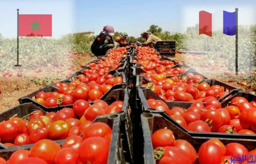 نقابات فرنسية تفتح "الحرب" على الطماطم المغربية