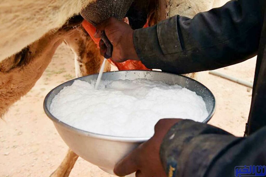موريتانيا.. حمى "الوادى المتصدع" تتوسع وأوامر حكومية بمنع بيع الحليب المحلي
