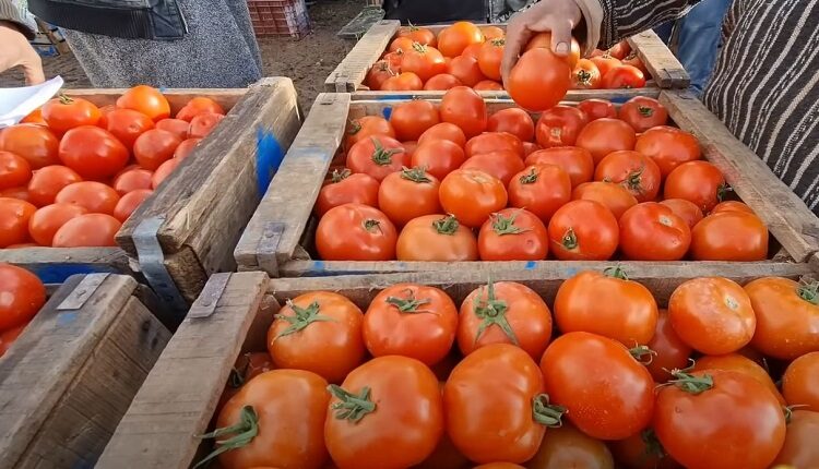 أثمنة الخضر بالتقسيط