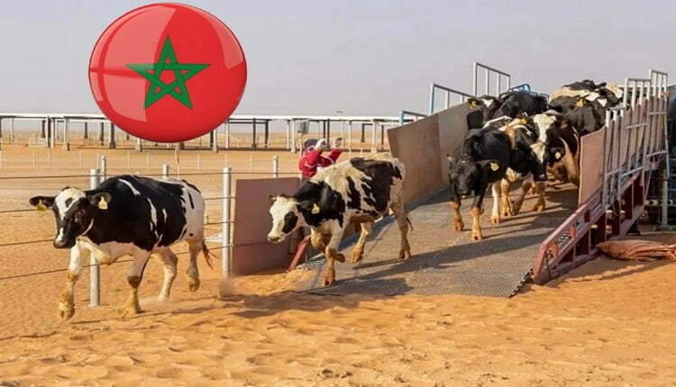 أزمة اللحوم الحمراء