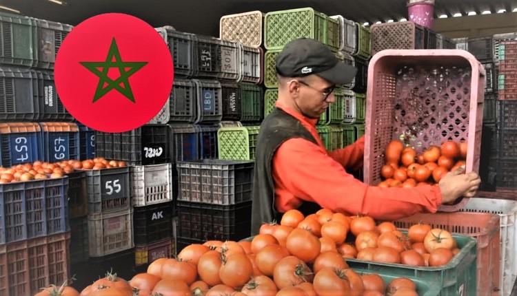أسعار الطماطم 1