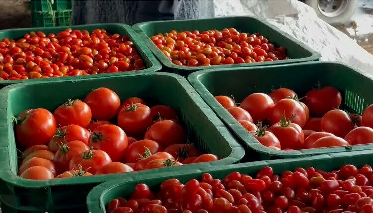 أسعار بيع الخضر بالتقسيط