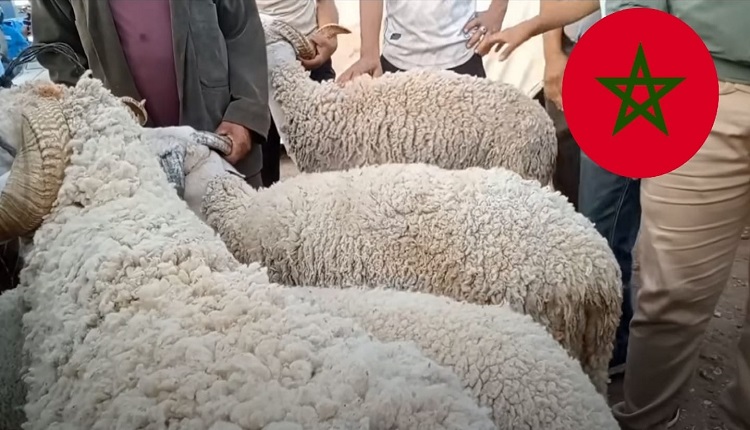 عيد الأضحى