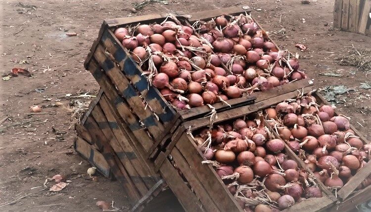 أسعار البصل