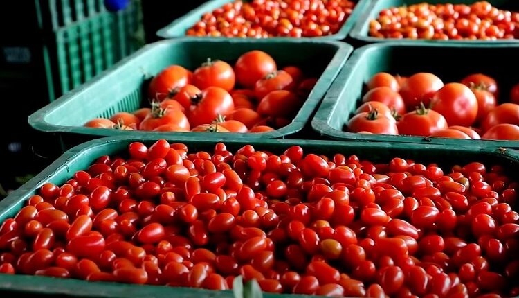 أسعار بيع الخضر