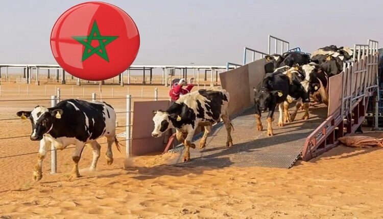 أونسا يطمئن المغاربة بأن الحيوانات السليمة