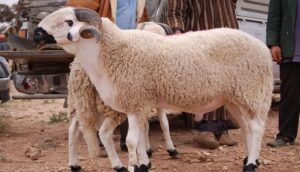 عيد الأضحى بالمغرب