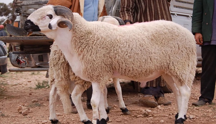 عيد الأضحى بالمغرب